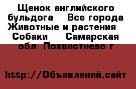 Щенок английского бульдога  - Все города Животные и растения » Собаки   . Самарская обл.,Похвистнево г.